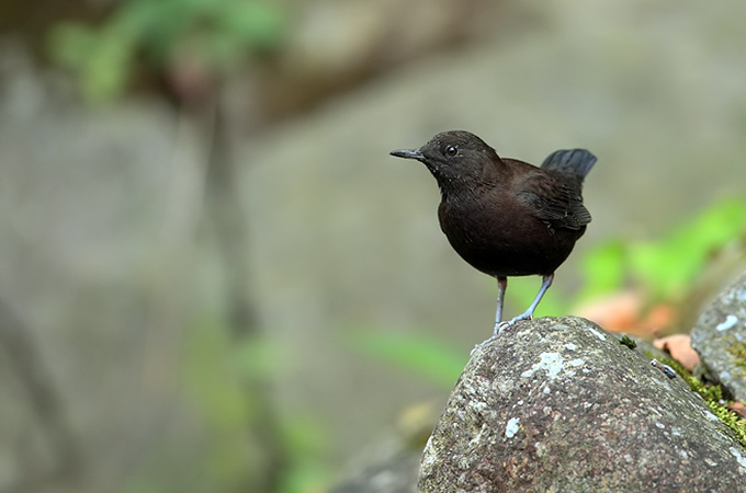 Brown Dipper