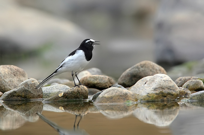Japanese Wagtail