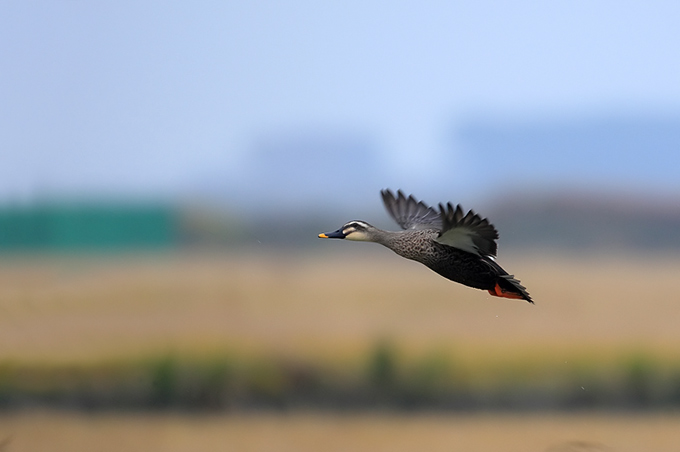 Eastern Spot-billed Duck