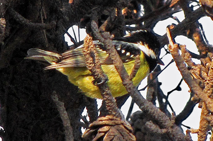 Yellow-bellied Tit