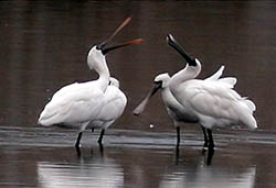 Black-faced Spoonbill