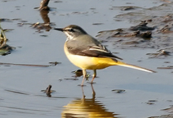 Grey Wagtail