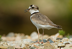 Long-billed Plover