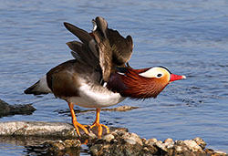 Mandarin Duck