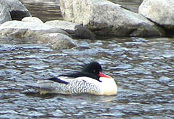 Scaly-sided Merganser