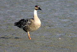 Swan Goose