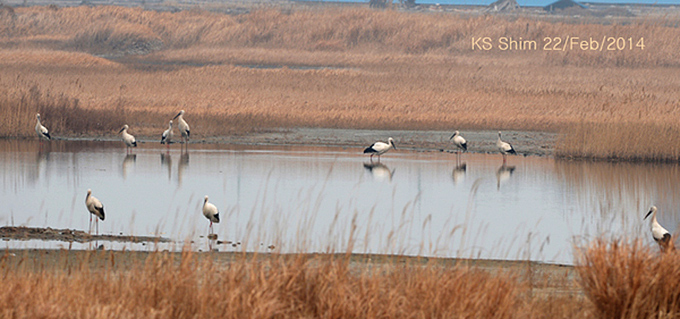 Oriental Stork