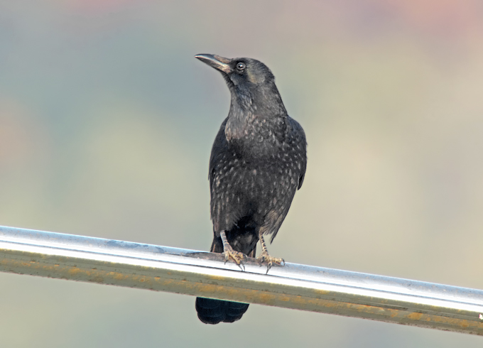 Carrion Crow