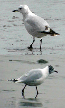 Relict Gull