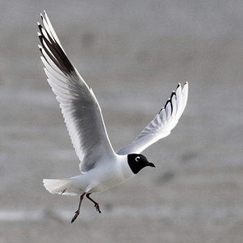 Saunders's Gull