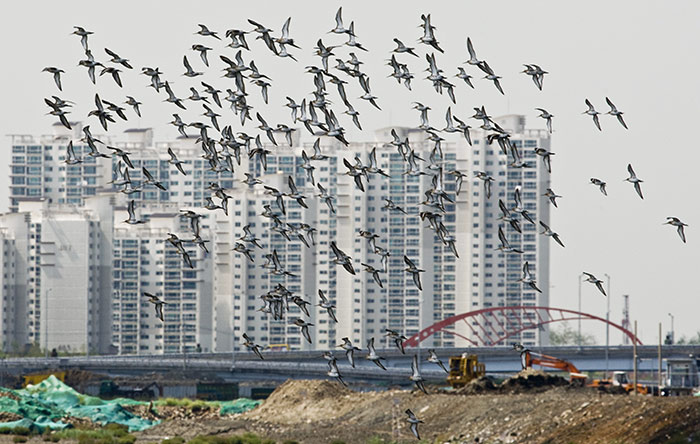 Black-tailed Godwits on Songdo tidal-flat