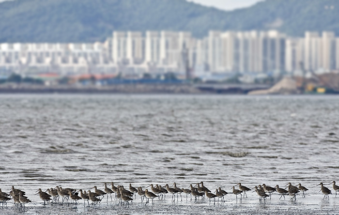 Black-tailed Godwits on Songdo tidal-flat