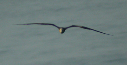 imm Frigatebird