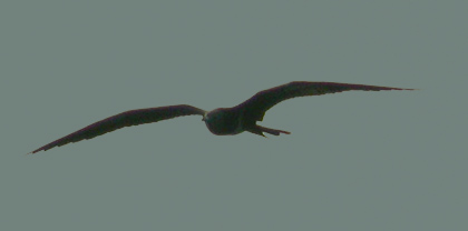 imm Frigatebird