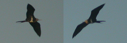 imm Frigatebird