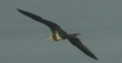 imm Frigatebird