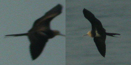 imm Frigatebird