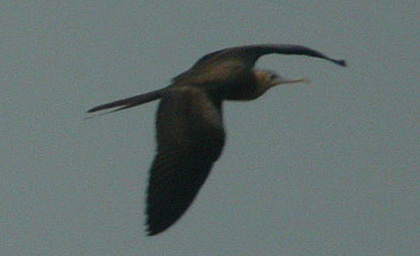 imm Frigatebird