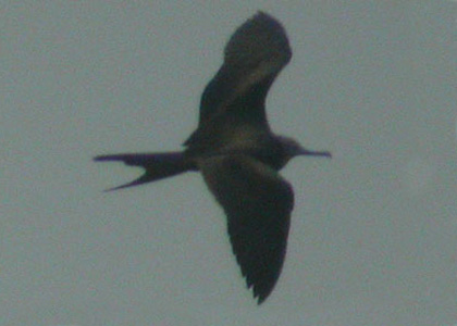 imm Frigatebird