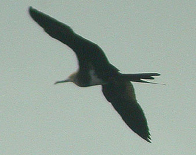 imm Frigatebird