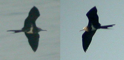 imm Frigatebird