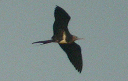 imm Frigatebird