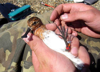 Spoon-billed Sandpiper, © Kashawagi Minoru