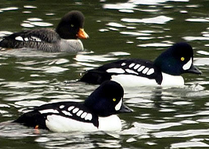 Barrow's Goldeneye Audubon Field Guide
