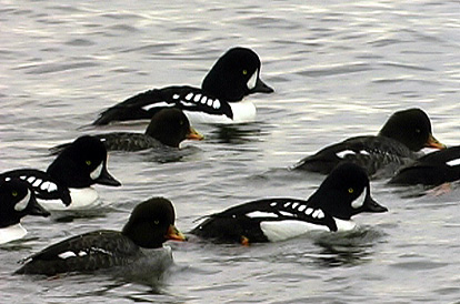 Barrow's Goldeneye Audubon Field Guide