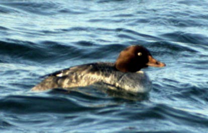 Barrow's Goldeneye Audubon Field Guide