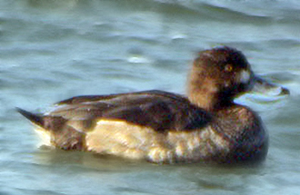 Hybrid Aythya 01