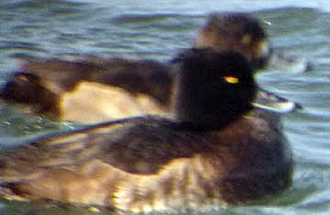 Hybrid Aythya 01