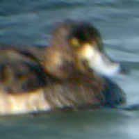 Hybrid Aythya 01