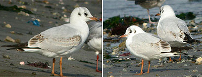 sibiricus BHGulls