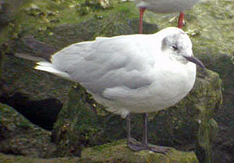 atypical sibiricus BHGull 02