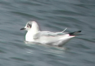 atypical sibiricus BHGull 02
