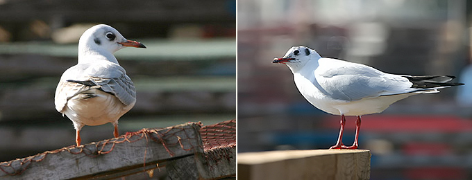 sibiricus BHGull 02