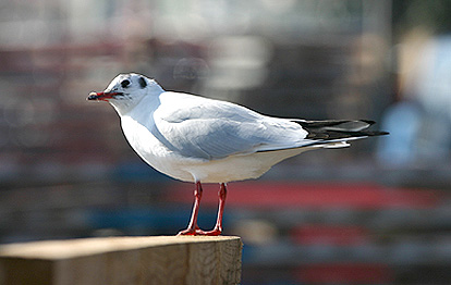 sibiricus BHGull 02
