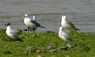 Slender-billed Gull 01