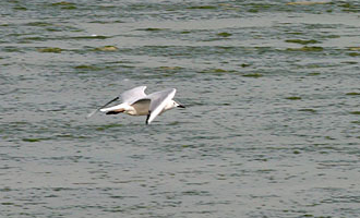 Slender-billed Gull 03