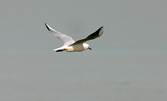 Slender-billed Gull 04