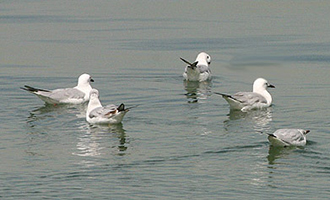 Slender-billed Gull 06