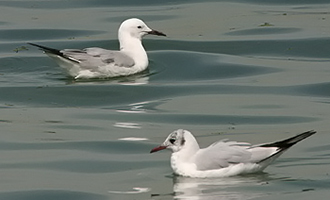 Slender-billed Gull 07