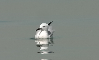 Slender-billed Gull 08