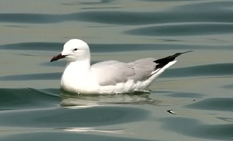 Slender-billed Gull 09