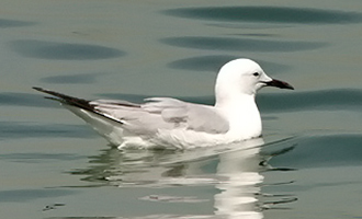 Slender-billed Gull 10