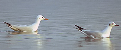 Slender-billed Gull