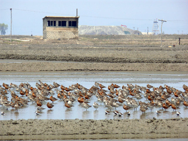 Godwits & Dunlin in Salt Ponds