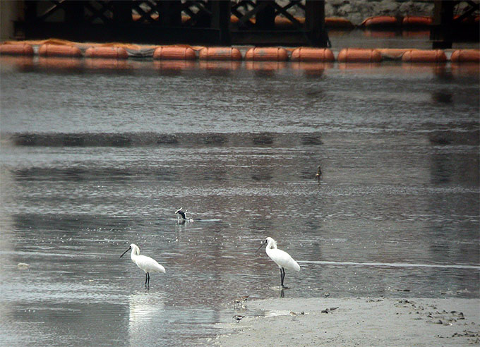 Black-faced Spoonbill
