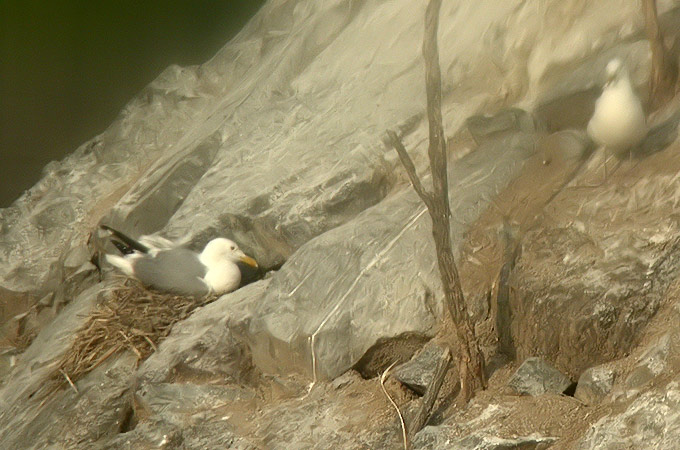 Mongolian Gull